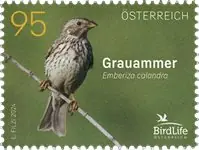 Najlepsza cena Oostenrijk - Corn bunting - Postfrisse postzegel