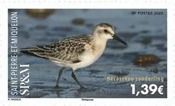 Saint Pierre & Miquelon - Sanderling - Postfrisse postzegel Wyprzedaż