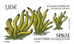 Kup teraz Saint Pierre and Miquelon - Clavaire fusiforme (1) - Postfrisse postzegel