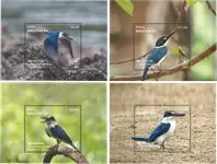 Promocja Witkraagijsvogel - S/S