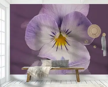 Alleen in mauve: Een wit viooltje met een beetje paars Nowość