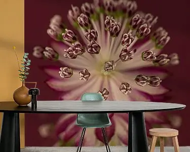 Warm bordeauxrood verticaal Panorama: Zeeuws Knoopje (Astrantia Major) met weerspiegeling Szybka dostawa