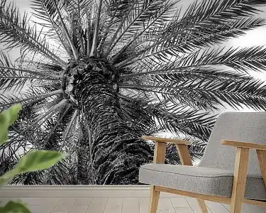 Palmboom (gezien bij vtwonen) Autentyczny