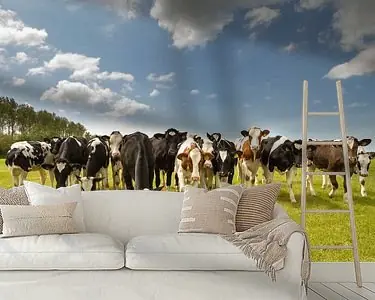 Wyprzedaż Koeien in het weiland