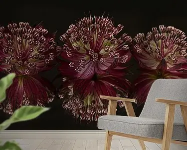 Panorama stilleven: Zeeuwse knoopjes (Astrantia Major) met reflectie Oferta