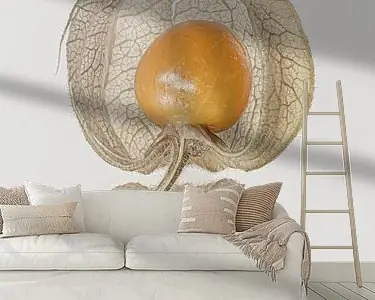 Oranje Goudbes beschut in zijn huls met nervenstructuur Najlepsza cena