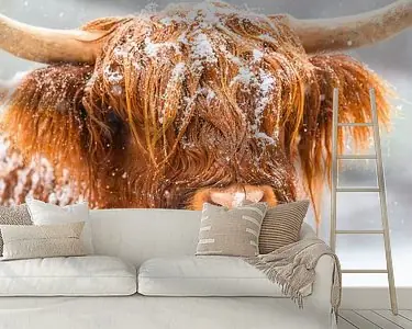 Oferta Schotse Hooglander in de sneeuw