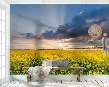 Koolzaadvelden nabij Noordbroek, Groningen, NL. Wysoka jakość