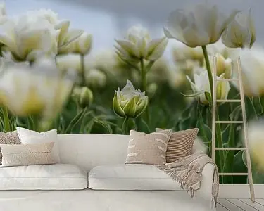 Wysoka jakość Een kleine witte tulp in het tulpenveld