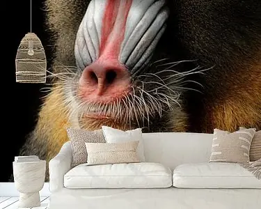 Mandril aap Oryginalny