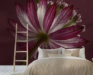 Wysoka jakość Het bloempje van een Zeeuws knoopje (Astrantia Major)