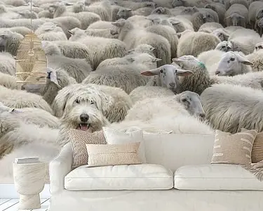 Maylo incognito Tylko dziś