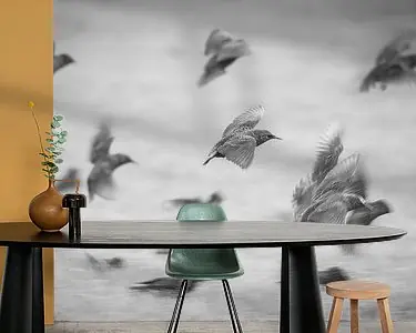 Spreeuwen Zamów teraz