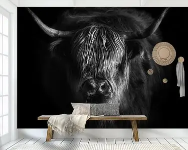 Schotse Hooglander Tani