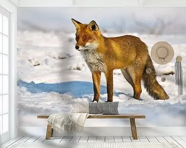 Nowość Vos in de sneeuw