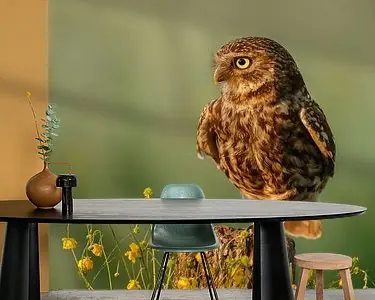 Steenuil in het late licht Tylko dziś