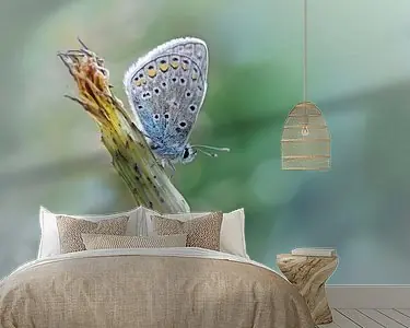 Free your mind ....... (Blue version) (vlinder, Zomer, natuur) Wysoka jakość