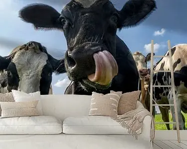 Koeien in de wei Darmowa dostawa