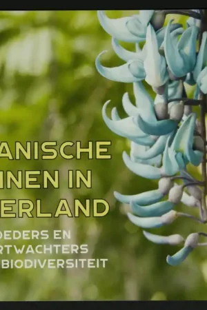 Rabat Nederland, Prestigeboekje 69