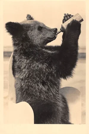 Oryginalny Rotterdam Diergaarde Blijdorp Bruine Beer aan de fles Zoo Dierentuin HC61344