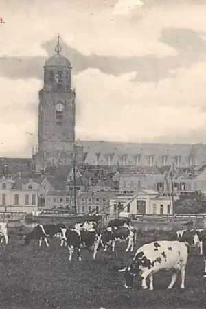 Deventer Panorama met kudde koeien in de wei 1910 HC61162 Autentyczny