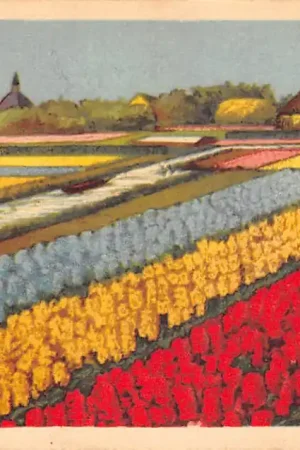 Promocja Lisse Hollandse Tulpbedden 1950 Bloembollenvelden HC61055