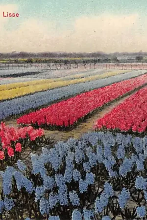 Hyacinthenvelden bij Lisse 1908 Bloembollenvelden Binnenvaart schepen HC61054 Oferta