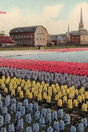 Popularny Lisse Hyacinthenvelden Bloembollenvelden HC61052