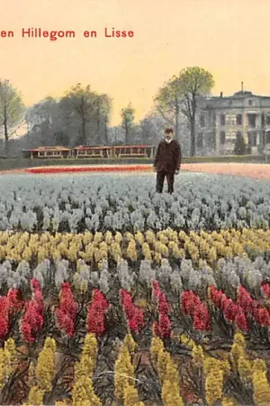 Hyacintenvelden tusschen Hilleom en Lisse Bloembollenvelden HC61051 Zwrot pieniędzy