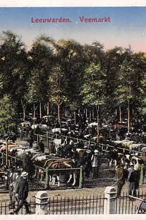Leeuwarden Veemarkt Koeien HC60860 Niska cena