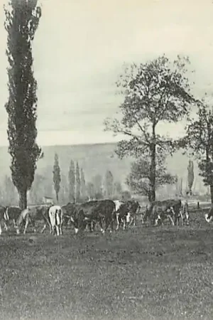 Premium Onbekend Kudde Koeien in de wei 1904 HC60588