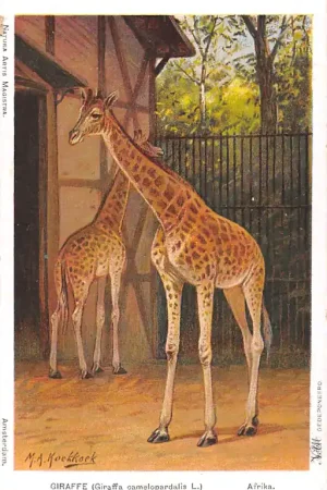 Amsterdam Natura Artis Magistra Giraffe Giraffa camelopardalis L. Afrika Dierentuin Zoo Illustrator M.A. Koekkoek HC60173 Bezpieczna płatność