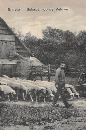 Ermelo Schapen op de Veluwe Schaapherder met kudde schapen bij de schaapskooi Dorpsleven HC60101 Oryginalny