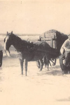 Autentyczny Egmond aan Zee Schelpenvisschers aan strand en zee met paard en wagen HC60098