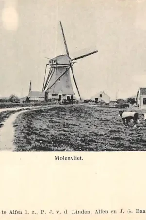 Alphen aan den Rijn Alfen Molen aan de Molenvliet met koeien in de wei 1900 HC59937 Popularny