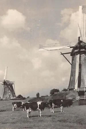 Leidschendam Molens met koeien in de wei rond 1940 HC59801 Ekspresowa dostawa