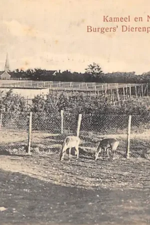 's-Heerenberg Burger's Dierenpark Kameel en Nijlgau Antilopen Dierentuin Zoo HC58975 Popularny