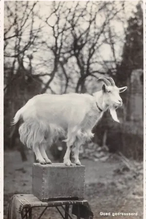 Fantasie Bok op de kist Goed gedresseerd Ons Dieren hoekje Serie II Vintage HC57979 Oferta