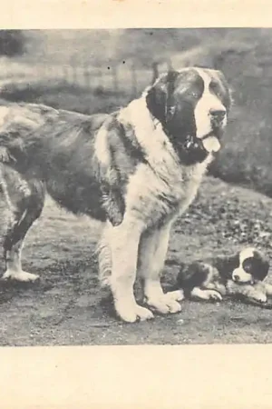 Fantasie Hond met pup 1900 Vintage HC57755 Zamów teraz