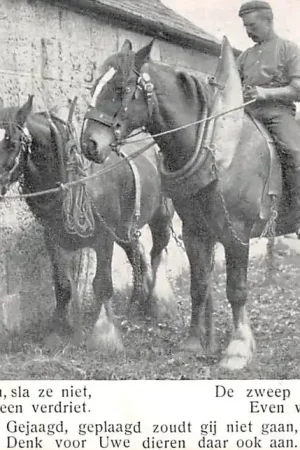 Boerderij onbekend Boer te paard Spreek met Uw dieren, sla ze niet ... Tegen Dierenmishandeling 1911 HC57149 Kup teraz