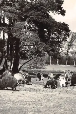 Wassenaar Duinrell Dierenkamp 1955 's-Gravenhage Zoo HC56809 Zwrot pieniędzy