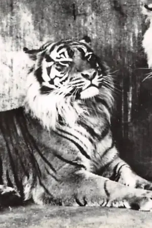 Arnhem Tijgers in Burgers Natuur dierenpark 1968 Zoo Dierentuin HC56191 Szybka dostawa