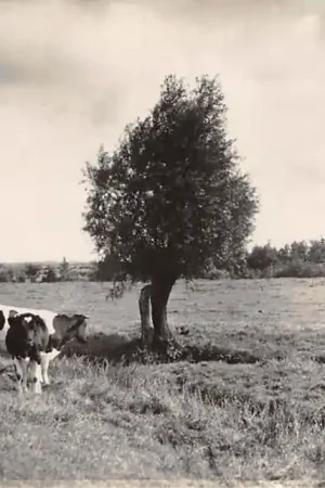 Rabat Onbekend Mooi Nederland Koeien in de wei HC55995
