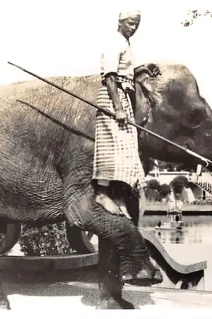 Rotterdam Diergaarde Blijdorp Olifant De groeten van Maddumage Gunawarda 1957 Zoo Dierentuin HC55648 Bezpieczna płatność