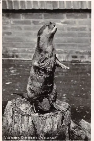 Szybka dostawa Wassenaar Vischotter Dierenpark Zoo Dierentuin 's-Gravenhage 1943 HC55750