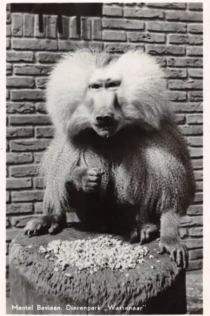 Ekspresowa dostawa Wassenaar Mantel Baviaan Dierenpark Zoo Dierentuin 's-Gravenhage HC55749