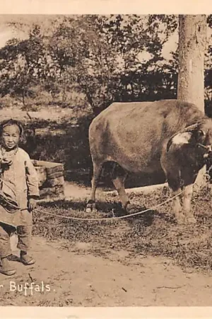 Tani China Her Fathers Water Buffels Kind Azië HC55731