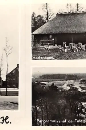 Laren (NH) Groeten uit 1955 Basiliek van St. Jan Hertenkamp en Panorama vanaf de Tafelberg HC55574 Ekspresowa dostawa