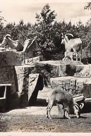 Rhenen Ouwehand's Dierenpark Op de Grebbeberg Manen schapen Zoo Dierentuin HC55417 Tani