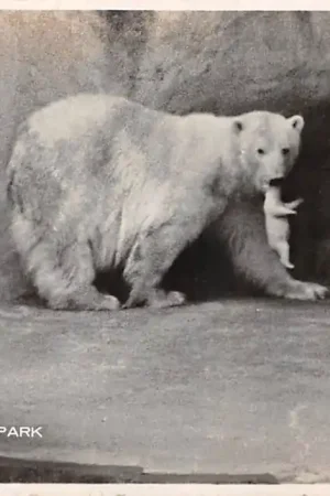 Rhenen Ouwehand's Dierenpark Op de Grebbeberg Ijsbeer met jong Zoo Dierentuin HC55416 Wysoka jakość